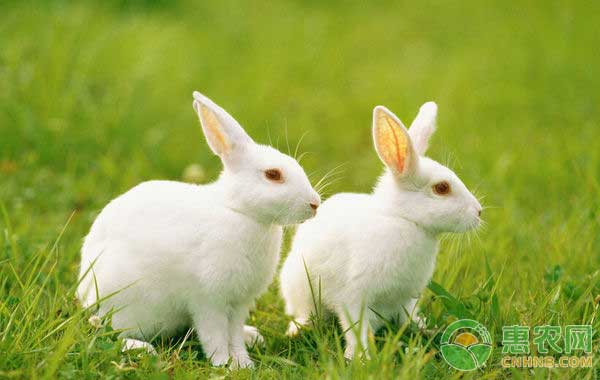 肉兔多少钱一斤?9月21日部分地区肉兔价格 肉兔多少钱一斤?9月21日部分地区肉兔价格