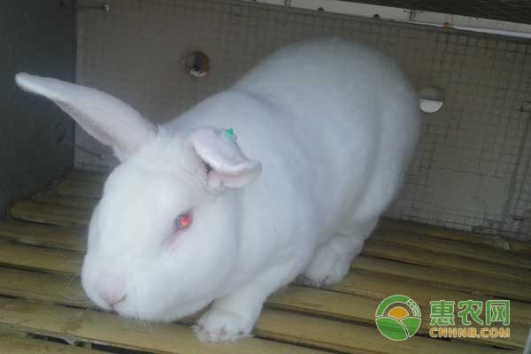 肉兔多少钱一斤?本周活兔和兔产品价格行情 肉兔多少钱一斤?本周活兔和兔产品价格行情