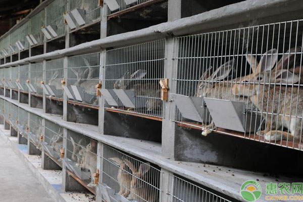 100只兔子养殖成本利润