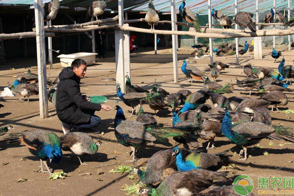 农村收益稳项目