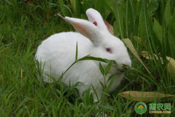 兔子养殖