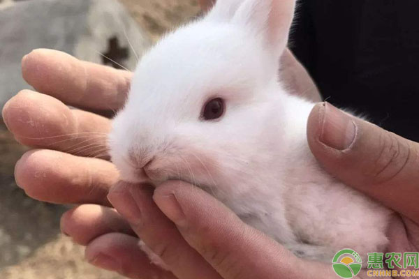 养兔子不吉利说法